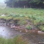 The main Sheep fence and barbed wire at the end of the forestry section with no water.